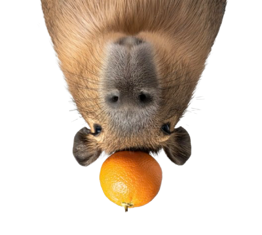 A capybara balancing a whole orange on its head, shown upside down.